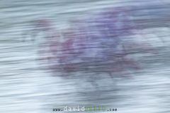 Flamant-rose_O7A2955