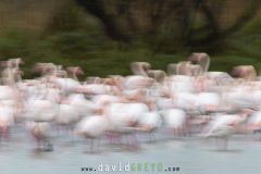 Flamant rose ; Greater Flamingo