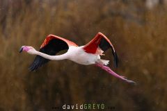 Flamant rose ; Greater Flamingo