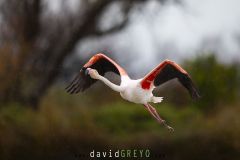 Flamant rose ; Greater Flamingo