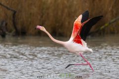 Flamant rose ; Greater Flamingo