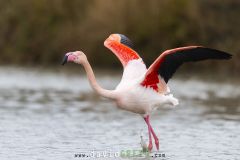 Flamant-rose_O7A3221