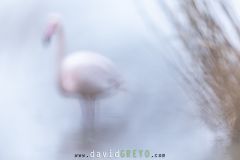 Flamant rose ; Greater Flamingo