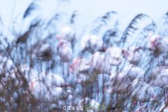 Flamant rose ; Greater Flamingo