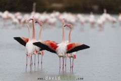 Flamant rose ; Greater Flamingo