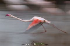 Flamant rose ; Greater Flamingo