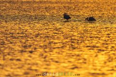 Flamant rose ; Greater Flamingo