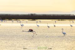 Flamant rose ; Greater Flamingo