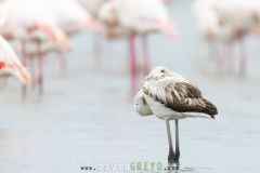 Flamant-rose_O7A3805