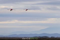 Flamant rose ; Greater Flamingo