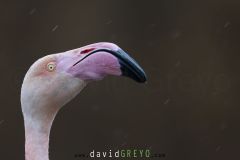 Flamant-rose_O7A3936