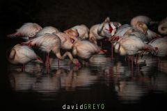 Flamant rose ; Greater Flamingo