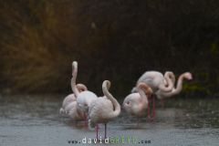 Flamant-rose_O7A4352