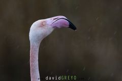 Flamant-rose_O7A4386