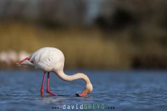 Flamant rose ; Greater Flamingo