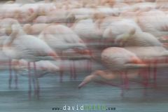 Flamant-rose_O7A4392