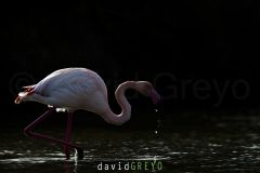 Flamant rose ; Greater Flamingo