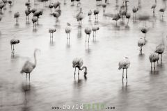 Flamant-rose_O7A4801