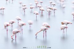 Flamant-rose_O7A4821