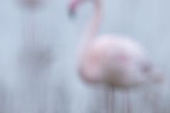 Flamant-rose_O7A6064