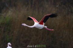 Flamant-rose_O7A6069