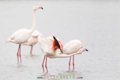 Flamant-rose_O7A6104