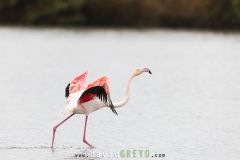 Flamant-rose_O7A6246