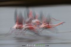 Flamant-rose_O7A6255