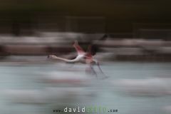 Flamant-rose_O7A6293