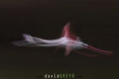 Flamant-rose_O7A6305