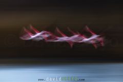 Flamant-rose_O7A6513