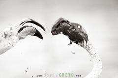 Flamant-rose_O7A8463