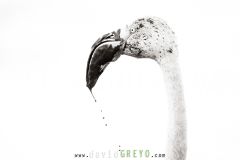 Flamant-rose_O7A8529