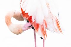 Flamant-rose_O7A8576