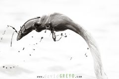 Flamant-rose_O7A9379