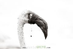 Flamant-rose_O7A9512