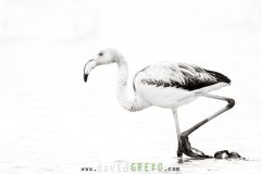 Flamant-rose_O7A9622