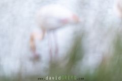Flamant-rose_O7A9722