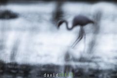 Flamant-rose_O7A9769