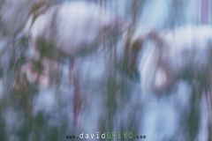 Flamant-rose_O7A9829