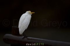 Héron garde-boeufs ; Western Cattle Egret