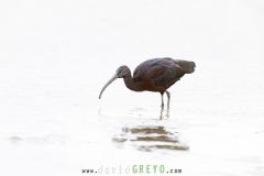 Ibis falcinelle ; Glossy Ibis