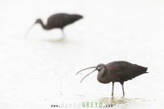 Ibis falcinelle ; Glossy Ibis