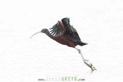 Ibis falcinelle ; Glossy Ibis