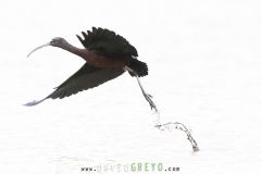 Ibis falcinelle ; Glossy Ibis