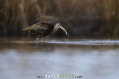 Ibis falcinelle ; Glossy Ibis