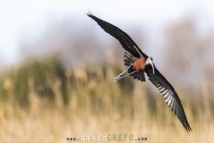 Ibis falcinelle ; Glossy Ibis