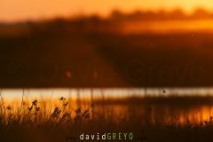 Lever de soleil en Camargue