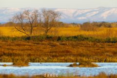 Lever de soleil en Camargue
