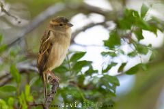 Moineau domestique : Common sparow